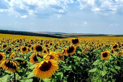 Co pyli w lipcu 2022? Alergicy uważajcie na pokrzywy, komosę i grzyby!