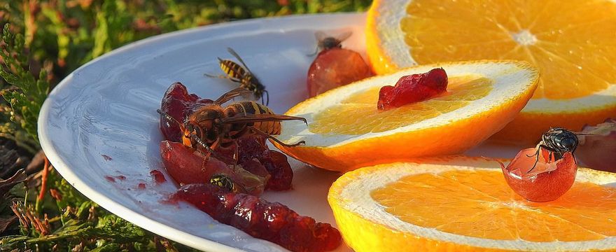 Użądlenie osy u dziecka – co robić?