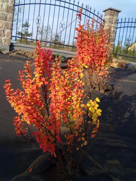 Berberis Powwow.jpg